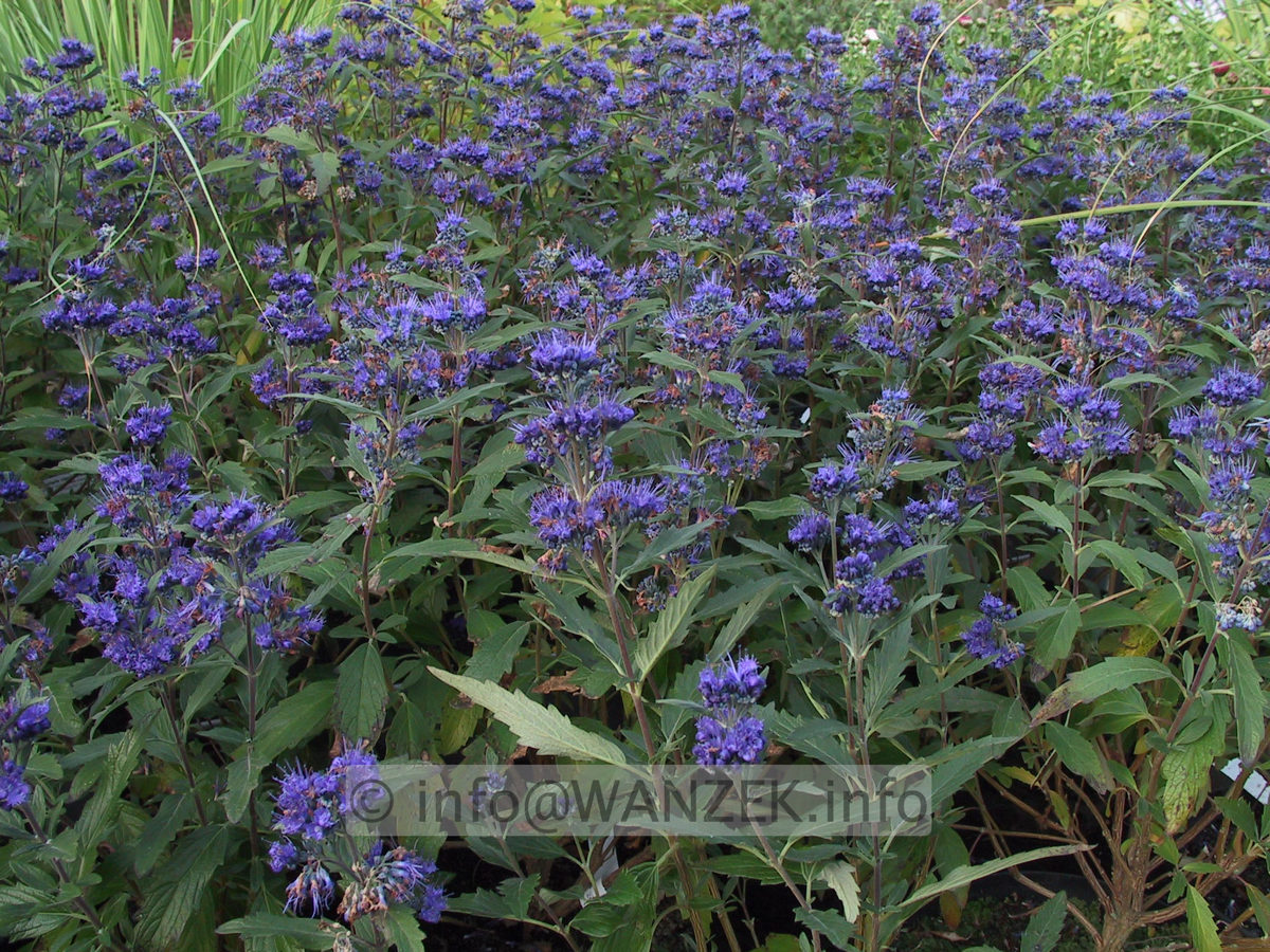 Caryopteris clandonensis Dark Night 1.JPG